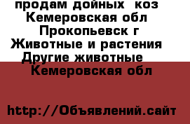 продам дойных  коз - Кемеровская обл., Прокопьевск г. Животные и растения » Другие животные   . Кемеровская обл.